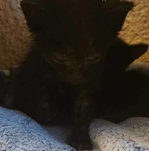 Meet your Posher, Annie